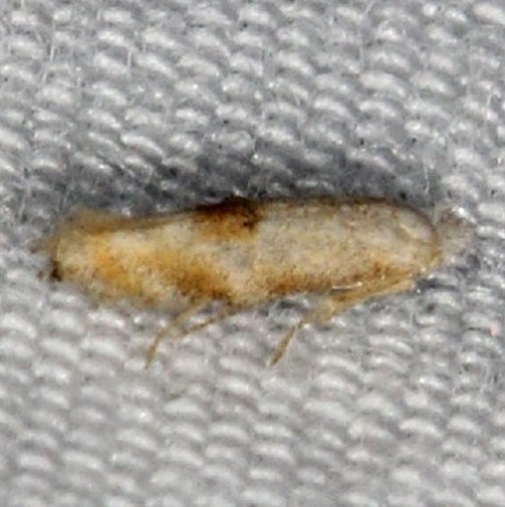 0582.97 Unidentified Bucculatrix Moth yard 9-8-14 (27)_opt