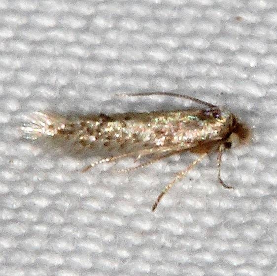 0582.97 Unidentified Bucculatrix tentative Devil