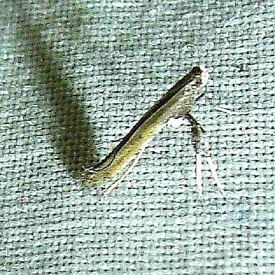0592 Azalea Leaf Miner Moth yard 8-8-10_opt
