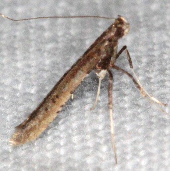 0592 Caloptilia azaleella-Lake-Kissimmee-St-Pk-Fl-3-1-22