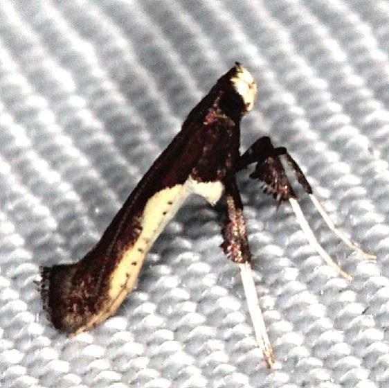 0594 Caloptilia belfragella Collier Seminole St Pk 3-2-14