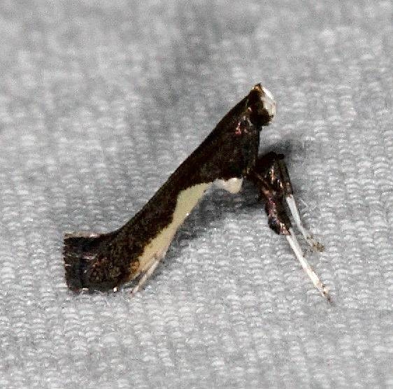 0594 Caloptilia belfragella Yard 5-5-15 (12)_opt