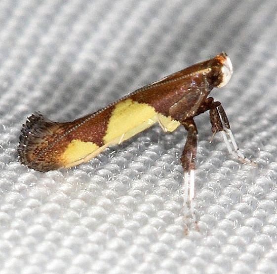 0595 Caloptilia bimaculatella Carter Cave St Pk Ky 4-23-13