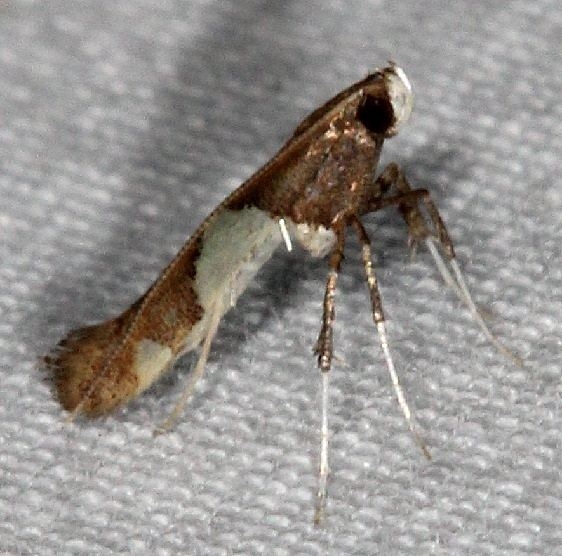 0595 Caloptilia bimaculatella yard 5-7-15_opt