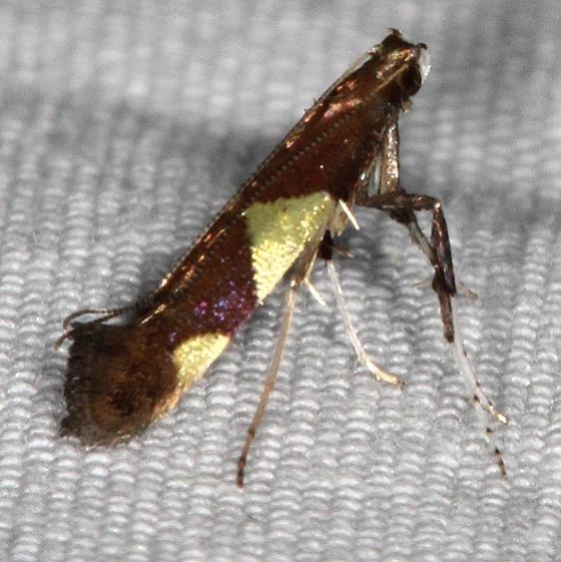 0595 Maple Caloptilia Jenny Wiley St Pk Ky 4-19-16