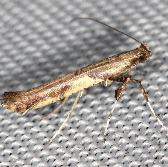 0596 Caloptillia blandella yard 7-14-13