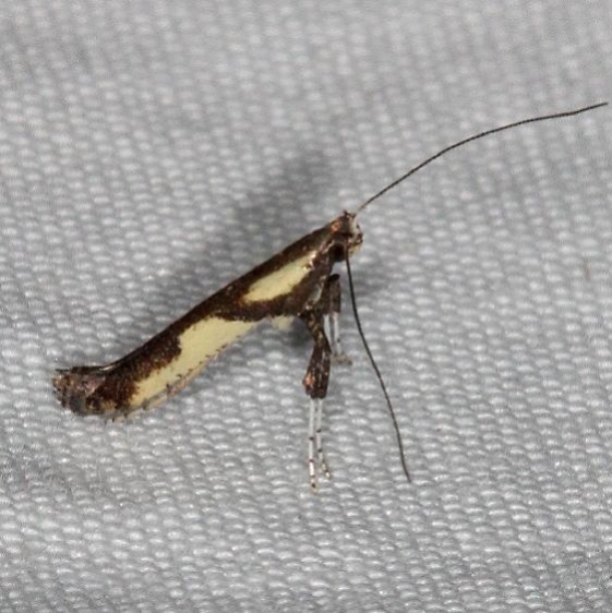 0596 Caloptlilia blandella yard 7-2-16