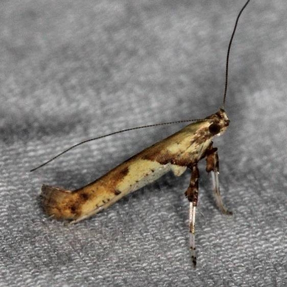 0596 Walnut Caloptilia Moth yard 6-9-14