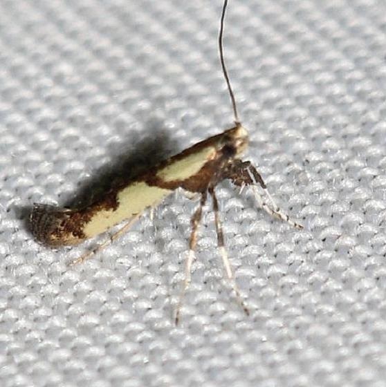 0596-Walnut-Caloptilia-yard2-6-9-12-12a.JPG