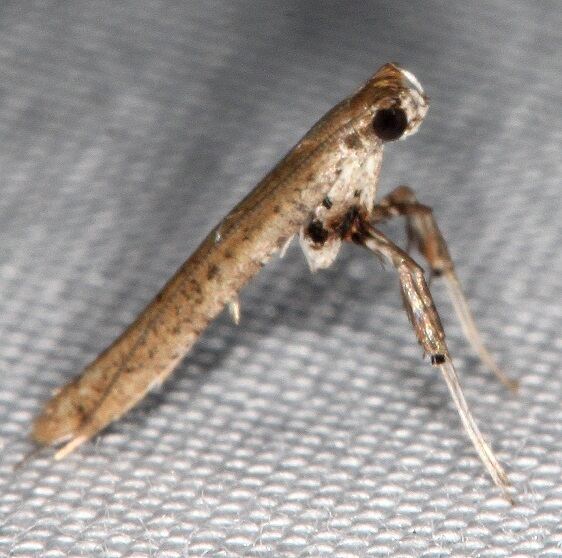 0598-Caloptilia-burserella-BG-Collier-Seminole-St-Pk-Fl-1-10-24