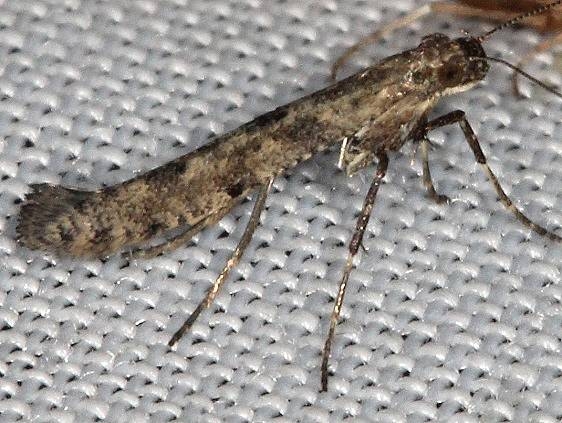 0606 Ash Leaf Cone Roller Moth Lake of the Woods Ontario 7-29-16