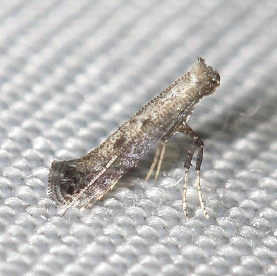 0606-Ash-Leaf-Cone-Roller-Moth-yard-8-14-12-17a.JPG