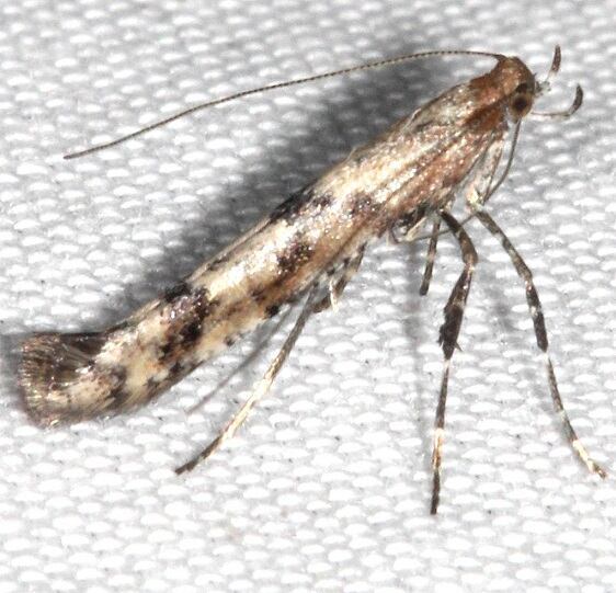 0606.1-Caloptilia-populetorum-BG-Goose-Bay-Camp-Lac-Seul-Canada-7-31-22-1