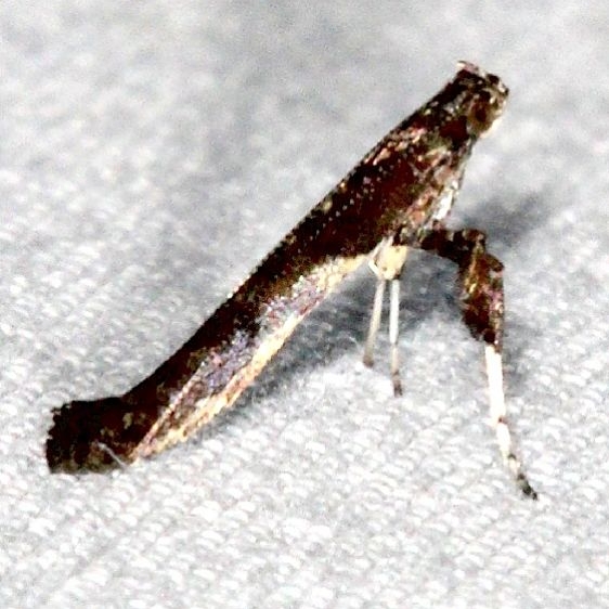 0608 Caloptilia hypericella tentative BG yard 9-10-15 (3)_opt