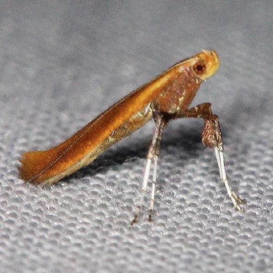 0609 Caloptilia invariabilis Carter Cave St Pk Ky 4-23-13