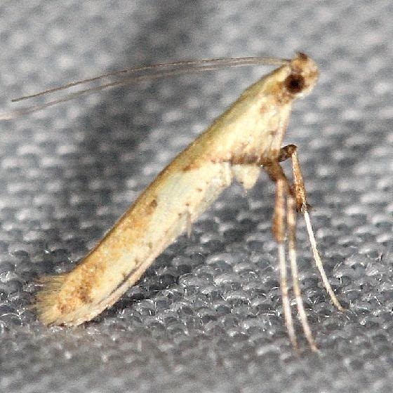 0615 Boxelder Leafminer Moth Caloptilia negundella yard 5-20-13