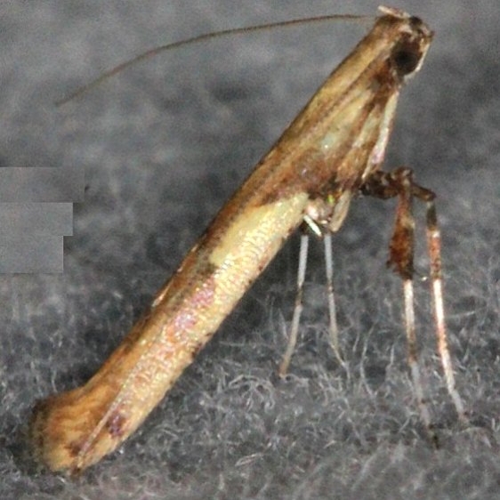 0615 Boxelder Leafroller Moth yard 7-12-14