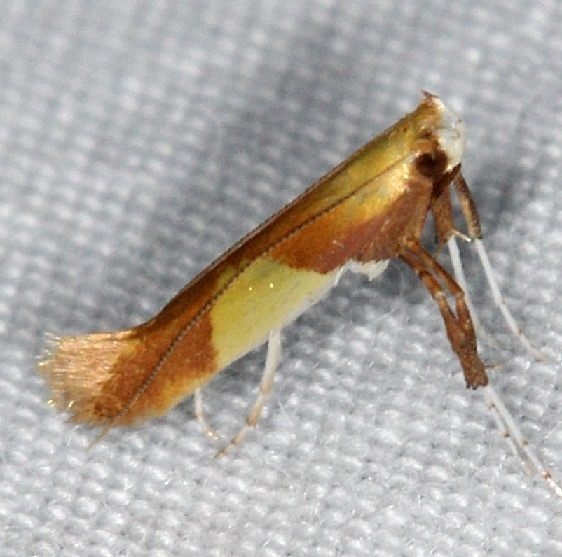 0620 Caloptilia packardella Burr Oak St Pk at cabins Oh 6-27-14