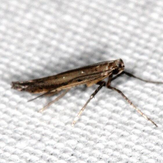 0623 Caloptilia perseae BG-Lake-Kissimmee-St-Pk-Fl-2-28-22