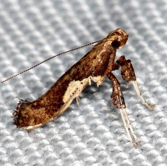 0639 Caloptilia stigmatella Hidden Lake Everglades 2-18-14