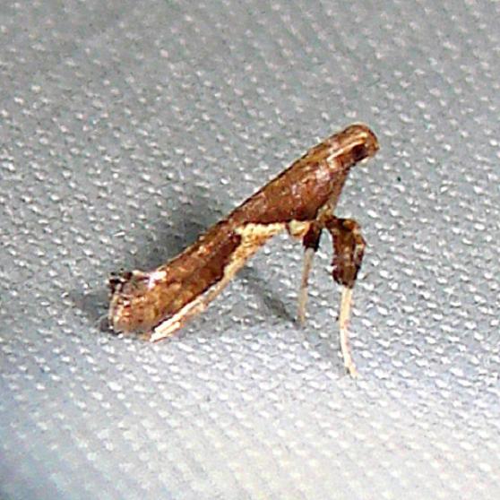 0639 Caloptilia stigmatella-Nike-missle-Road-junction research Rd 2-28-12