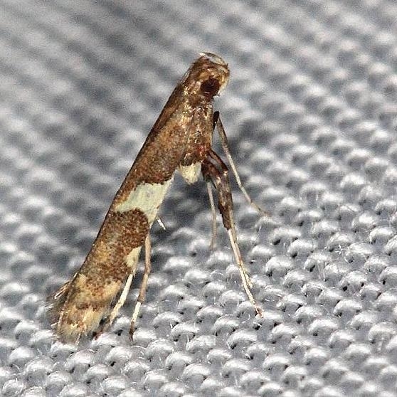 0639 Caloptilia stigmatella yard 4-30-13