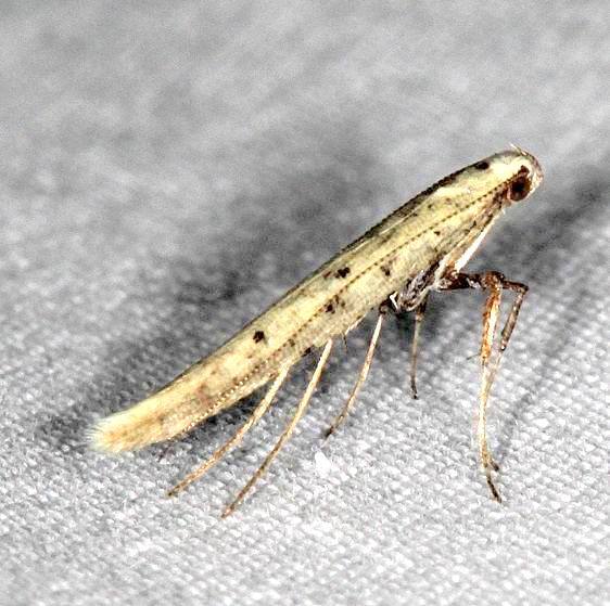 0640 Caloptilla strictella-BG-Mesa-Verde-Natl Pk Colorado 6-10-17