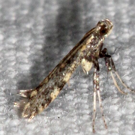 0640.1-Caloptilia-suberinella-BGWhispering-Pine-Thunder-Lake-Mi-8-23-22