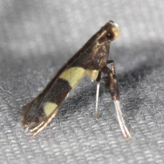 0642 Caloptilia umbratella Coyote Run Preserve Oh 7-19-19