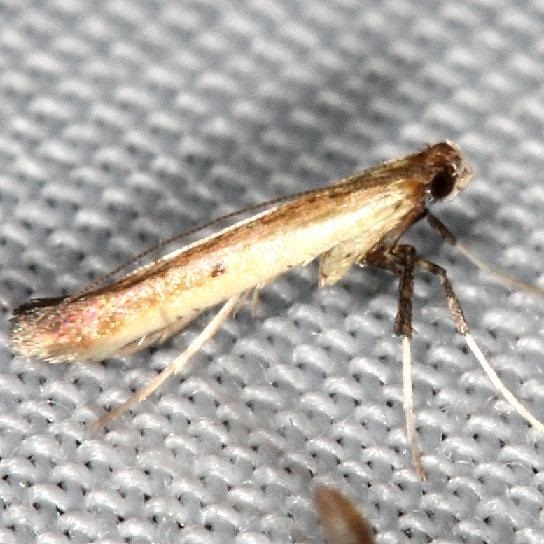 0644 Caloptilia violacella yard 7-30-13