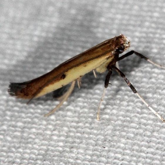 0644 Caloptilia violacella yard 8-30-14