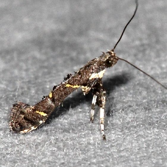 0644.1 Caloptilia triadicae Big Lagoon St Pk Fl 9-12-18 (26)_opt