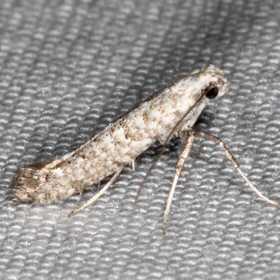 0645.97 Unidentified Caloptilia Bear Island  Big Cypress Preserve FL 2-28-21