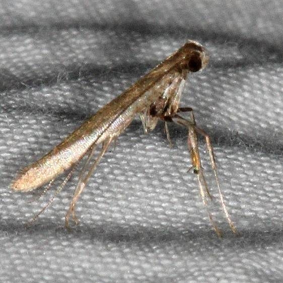 0645.97 Unidentified Caloptilia Moth BG Collier-Seminole St Pk 3-3-15