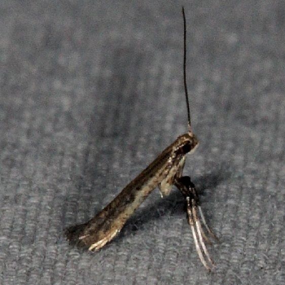 0645.97 Unidentified Caloptilia Moth BG Oscar Scherer St Pk 3-12-15