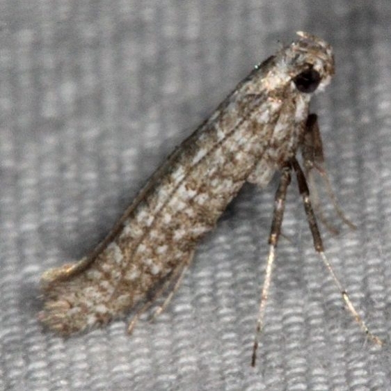 0645.97 Unidentified Caloptilia Moth BG Oscar Scherer St Pk 3-12-15