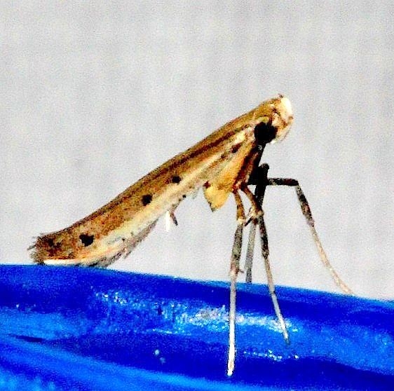 0645.97 Unidentified Caloptilia Moth Hidden Lake Everglades 2-18-14