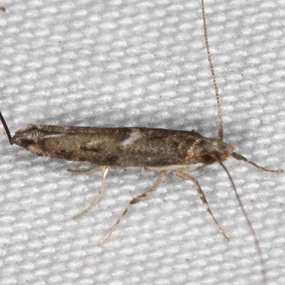 0646.97 New genus & new species near Neurostrota Campsite 119 Falcon St Pk BG  10-22-16 (171)_opt