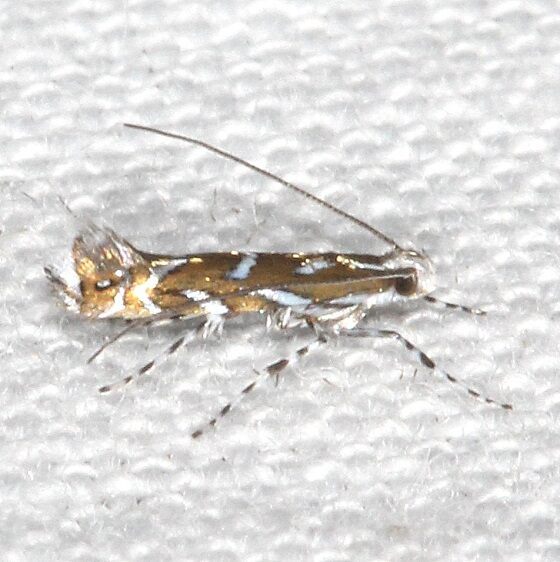 0655-Aristaea-pennsylvaniella-BG-yard-8-11-24