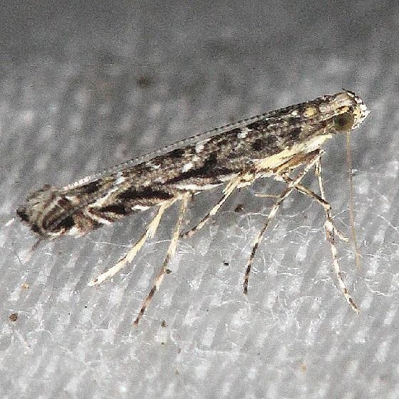 0663 Finite-channeled Leafminer Moth Neurobathra strigifinitella yard 6-5-13