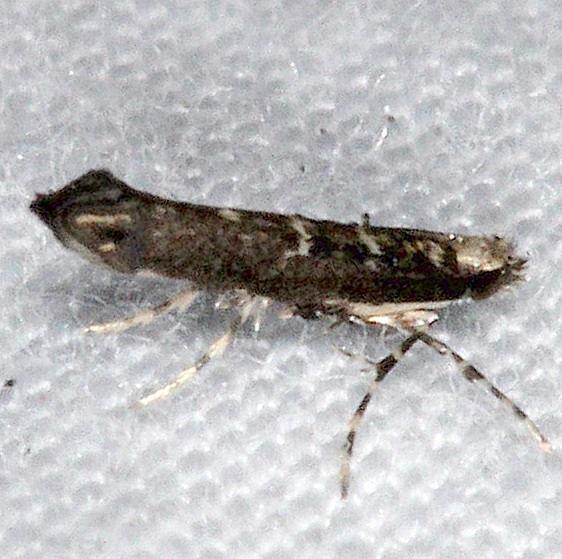 0663.97 New Genus new species near Neurobathra Faver Dykes St Pk Fl 2-22-15