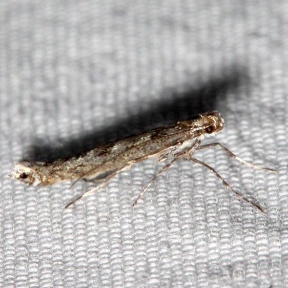 0663.97 Unidentified Neurobathra Moth Black Canyon at the Gunnison Natl Pk Colorado 6-14-17 (31)_opt