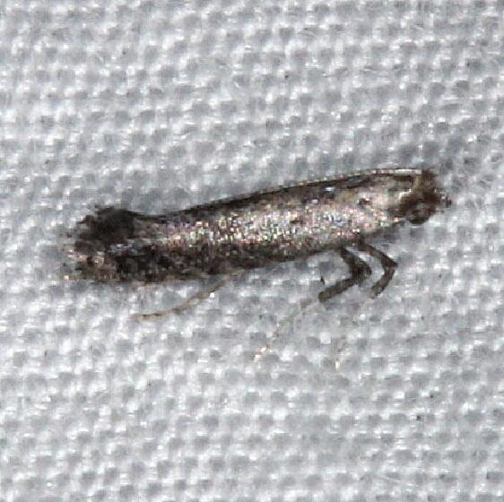 0673-Parornix-geminatella-Burr-Oak-St-Pk-6-27-14