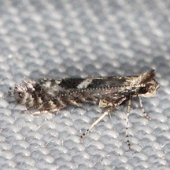 0686.97 Unidentified Parornix Moth Lake of the Woods Ontario 7-21-16 (31a)_opt