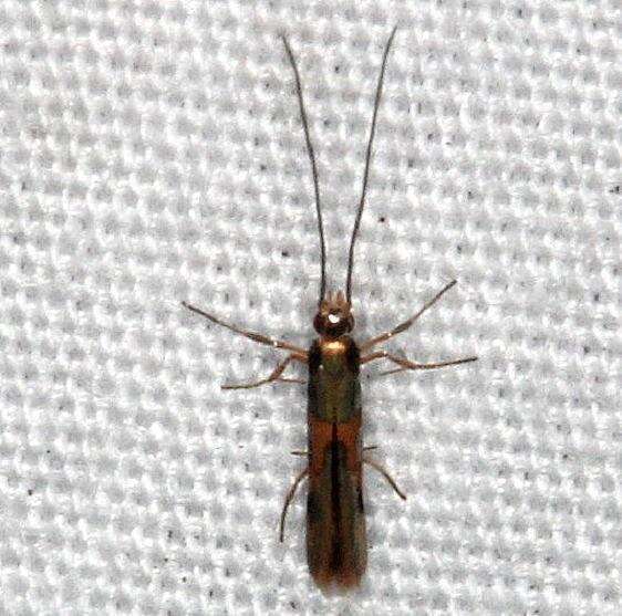0696.98 Eucosmophora species-Collier Seminole St Pk Fl 3-2-21