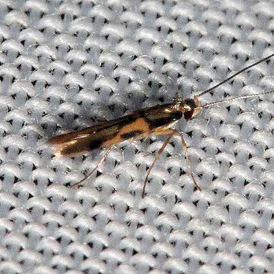 0696.98-Eucosmophora-species-Collier-Seminole-St-Pk-Fl-3-2-21-2