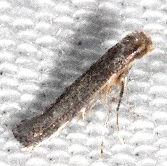 0699 Metriochroa psychotriella BG-Collier-Seminole St Pk Fl 3-12-23