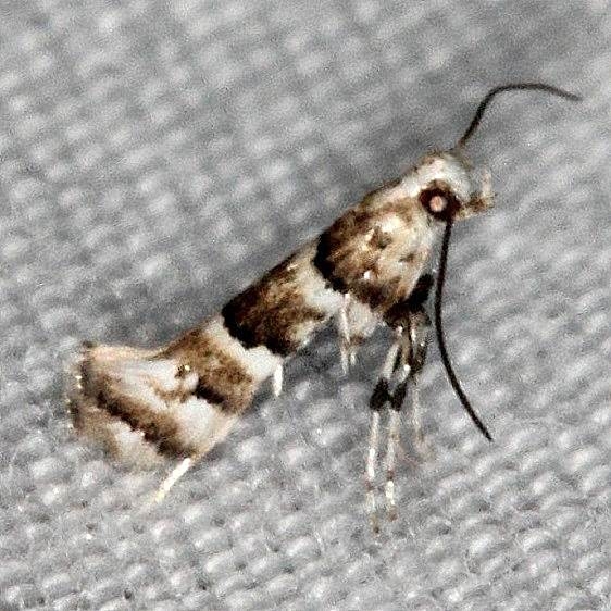 0718.97 Unidentified Marmara Moth Lucky Hammock near Everglades 2-27-15