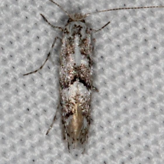 0718.99 Unidentified Gracillariid Moth tentative Devil's Canyon Manti-La Sal Natl Forest Utah 6-8-17 (62)_opt