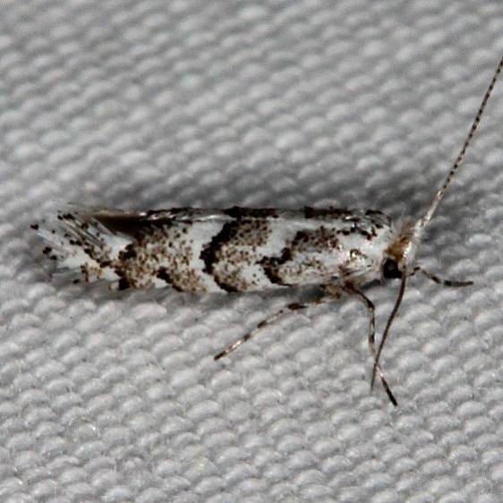 0718.99 Unidentified Gracillariid Moth tentative Devil's Canyon Manti-La Sal Natl Forest Utah 6-8-17 (63)_opt